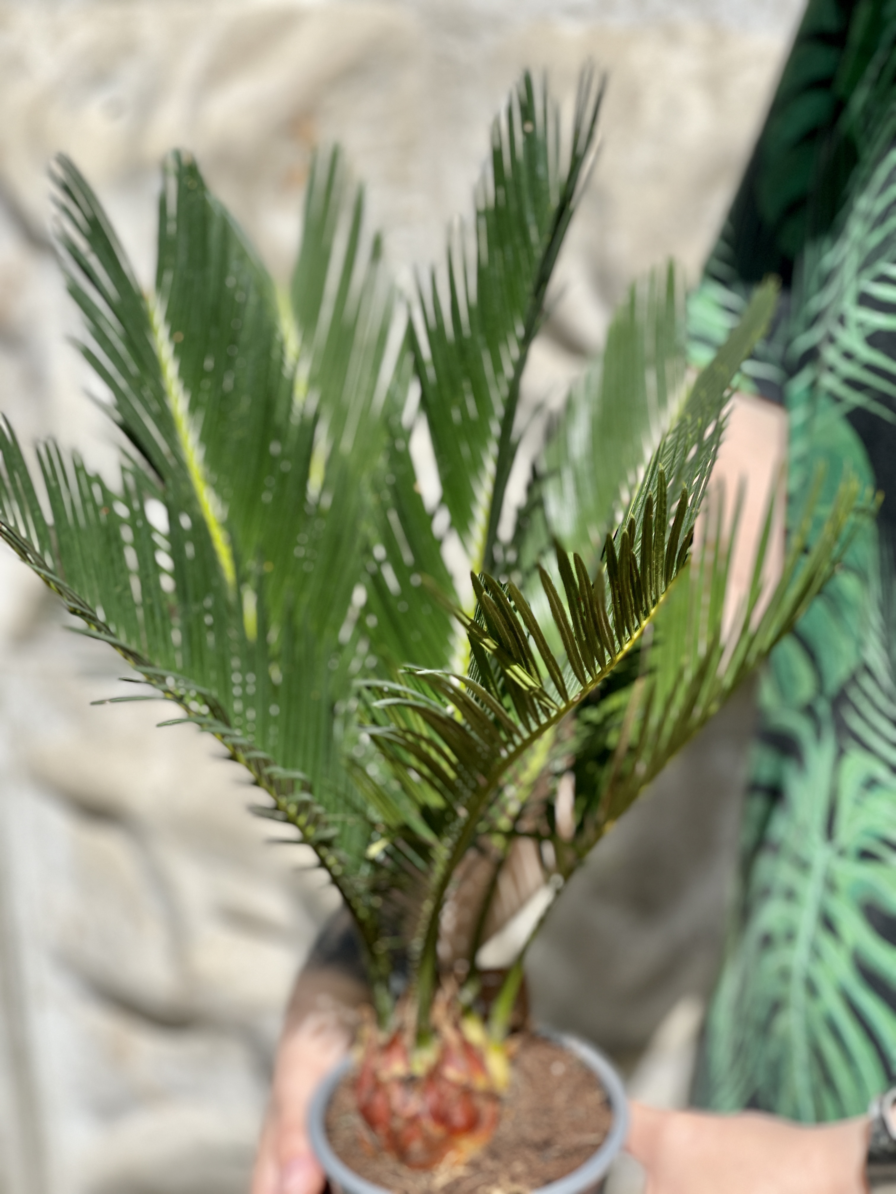Цикас Революта (Cycas Revoluta) D14см