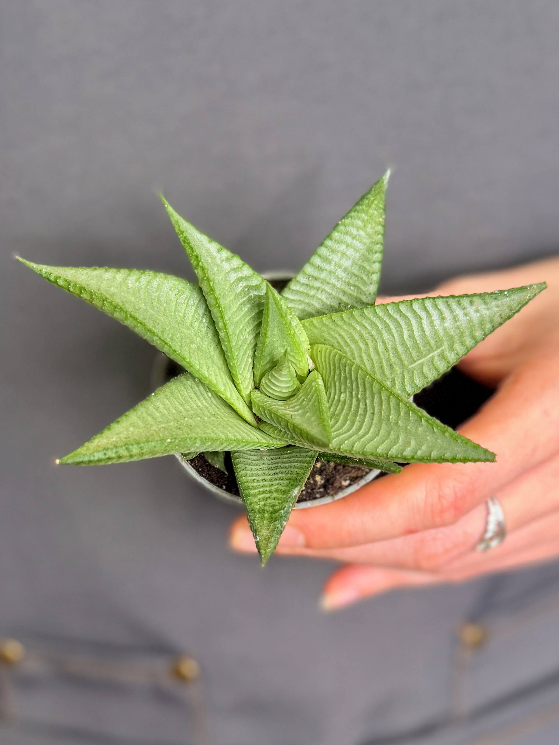 Хавортия Лимифолия Роукс (Haworthia Limifolia Roux) D5см