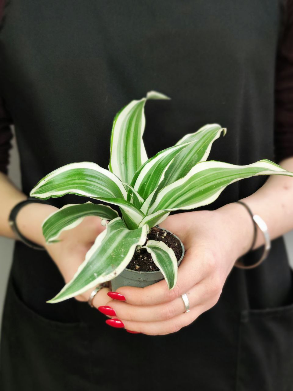 Драцена Фрагранс Вайт Джевел (Dracaena Dragontree White Jewel) D6см