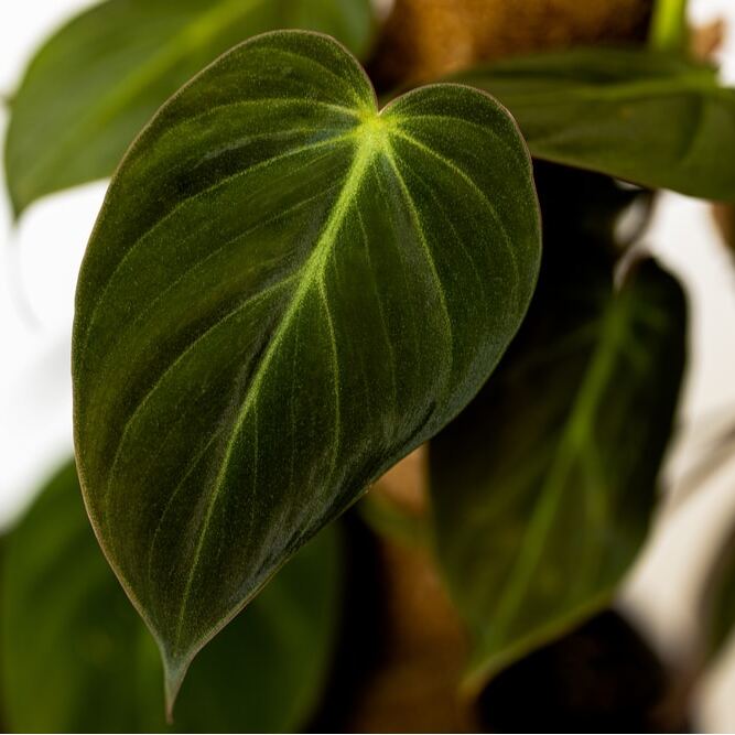 Филодендрон Миканс Бархатный (Philodendron Scandens Micans) D6см