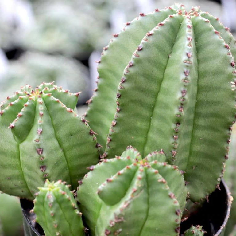 Эуфорбия Энопла, молочай (Euphorbia Anoplia) D8,5см