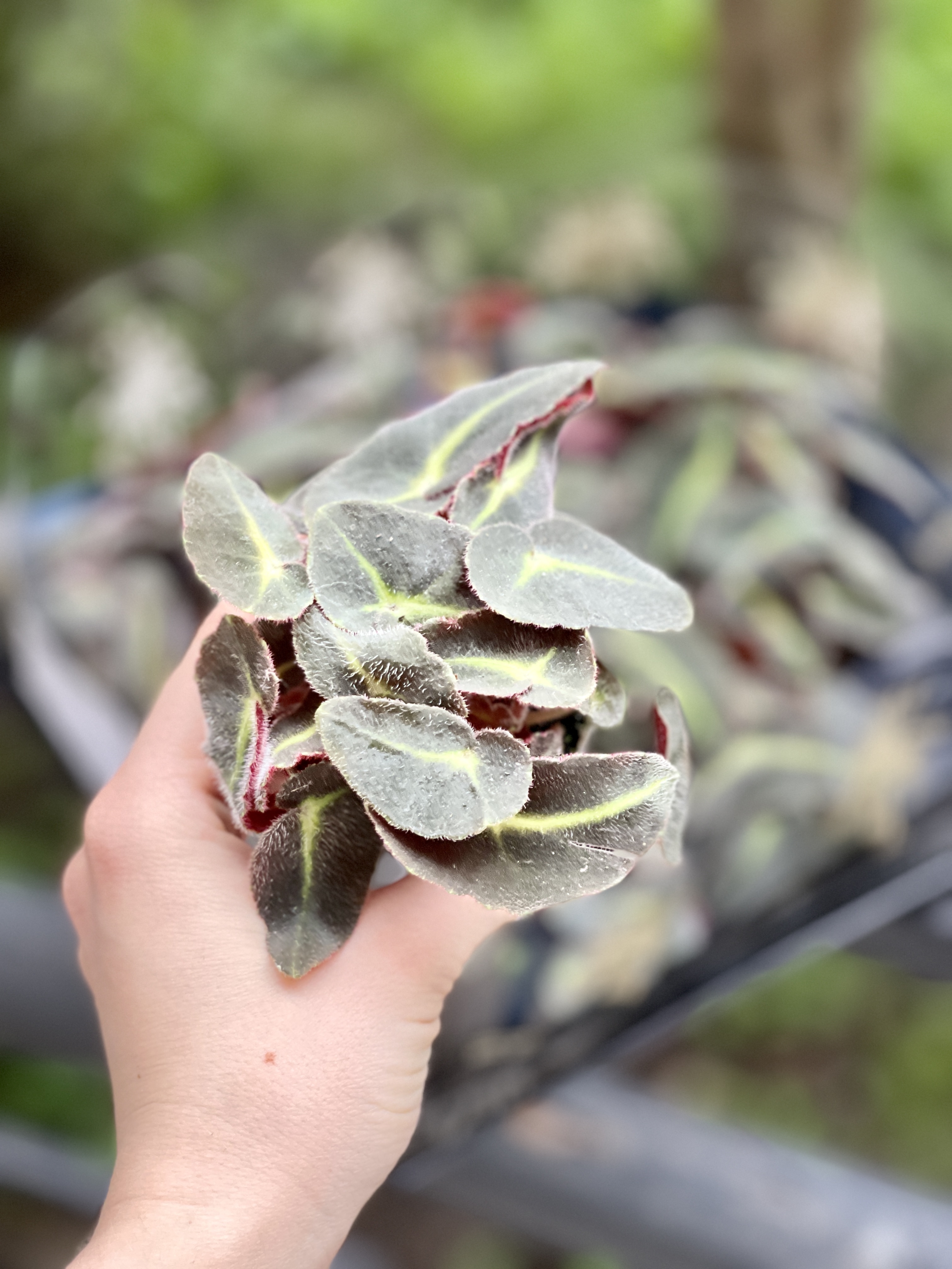 Бегония Рекс Листада (Begonia Listada Rex) D6см