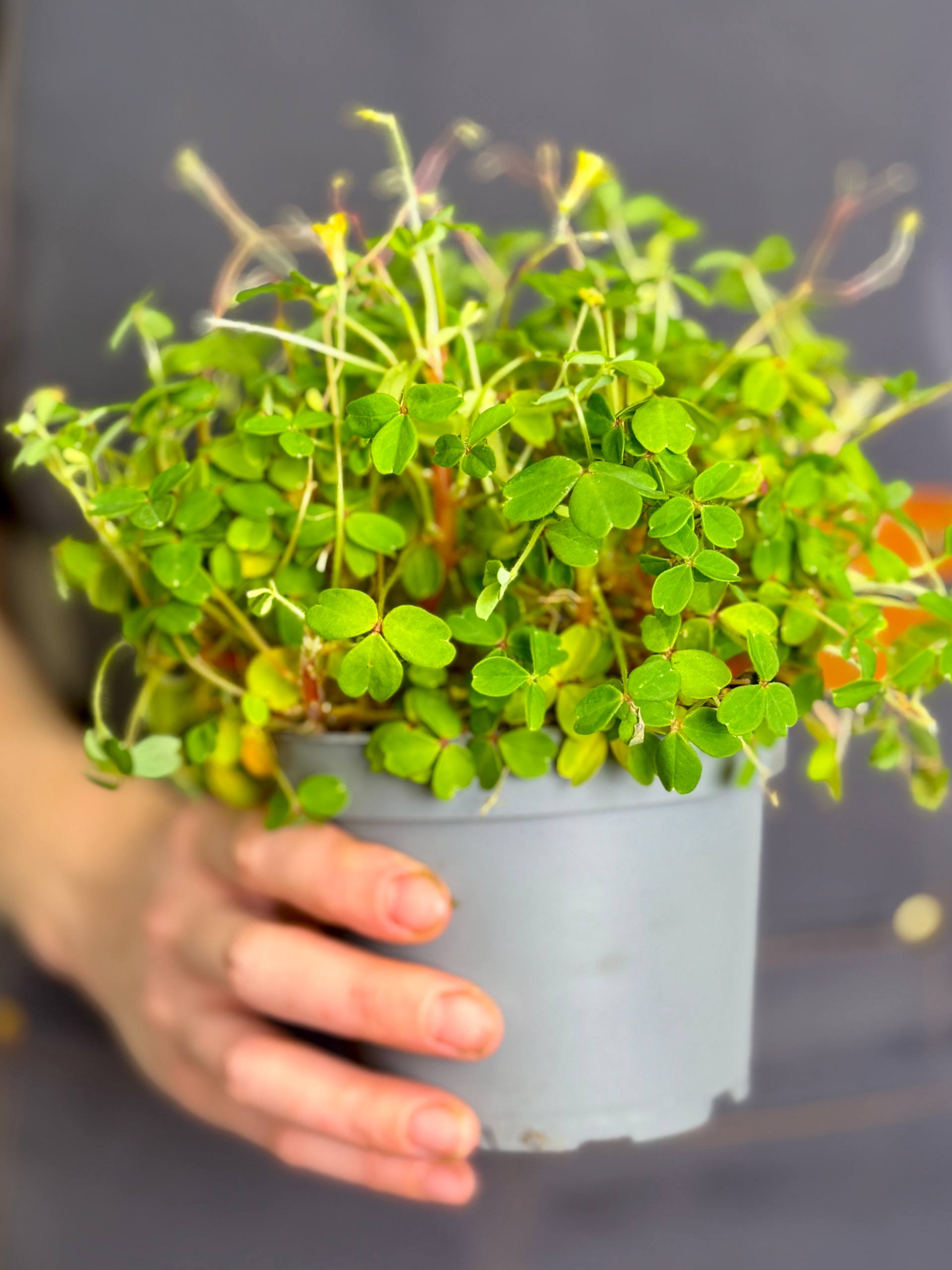 Оксалис Мегалориза, или Кислица Крупнокорневищная (Oxalis Megalorrhiza) D10см