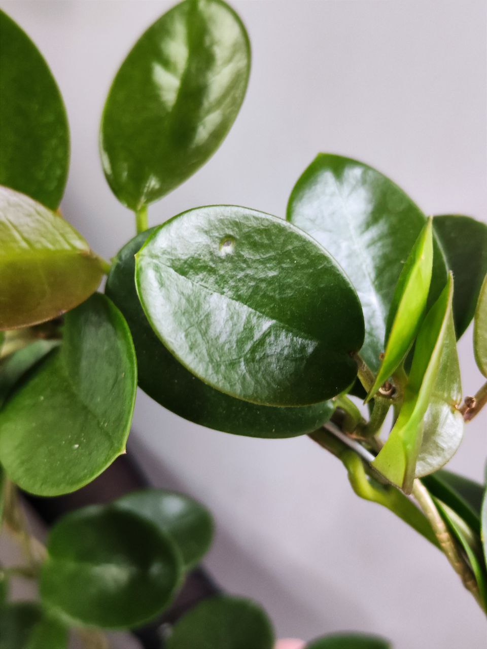 Хойя Аустралис на ободке (Hoya Australis) D12см
