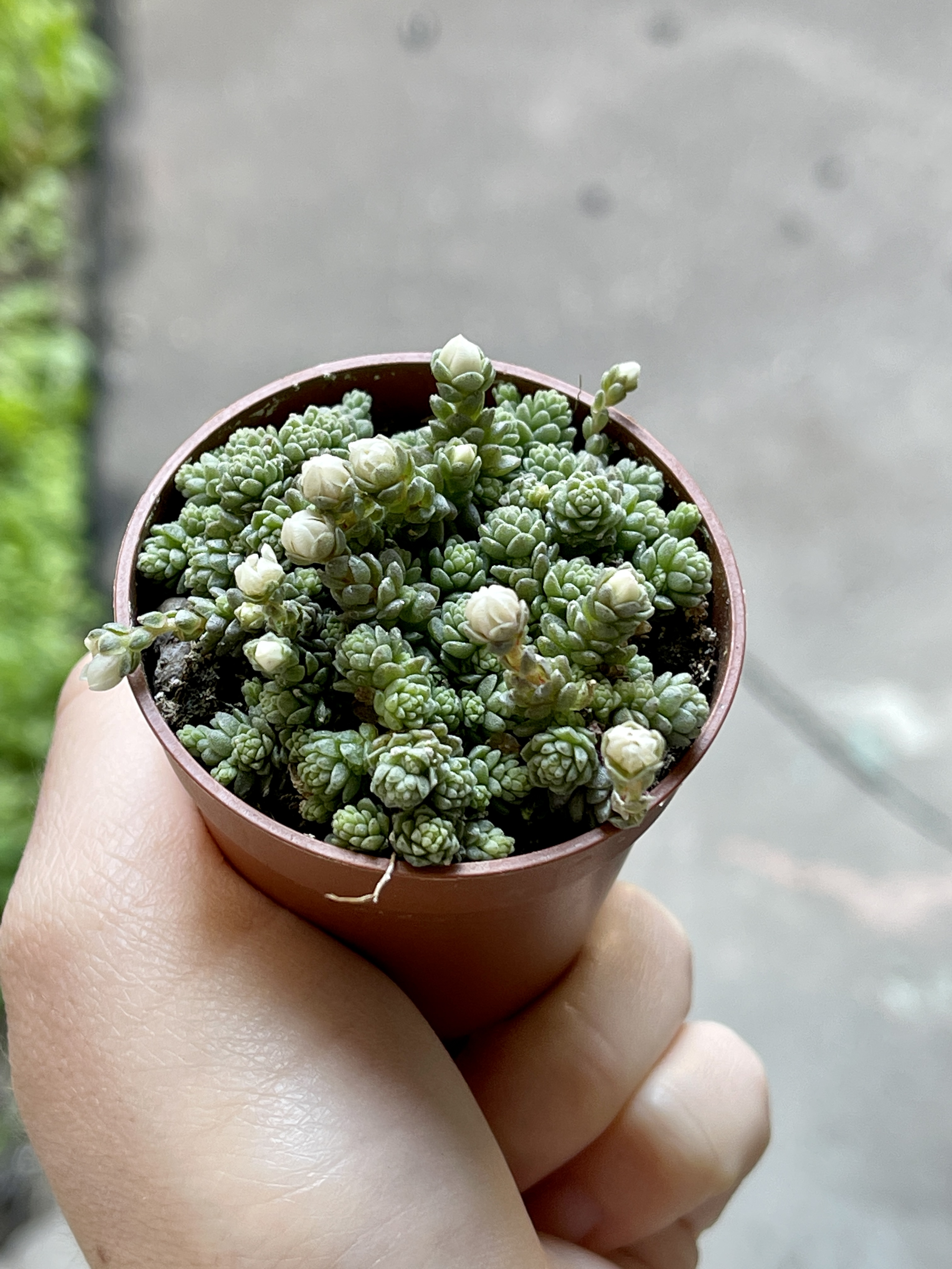 Седум Компактум (Sedum Compactum Rose) D5см
