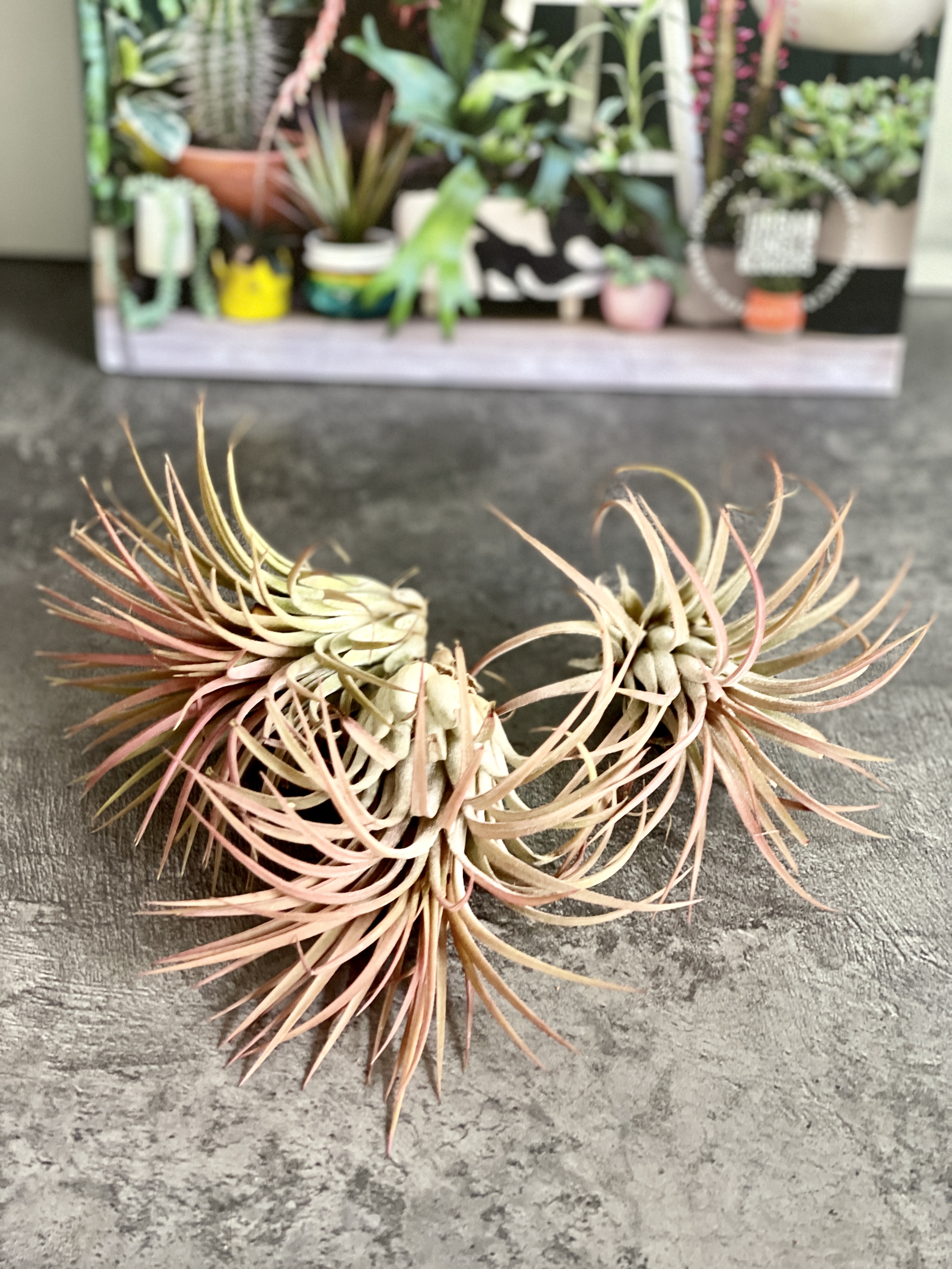 Тилландсия Ионанта Красная XL (Tillandsia Ionantha Red)