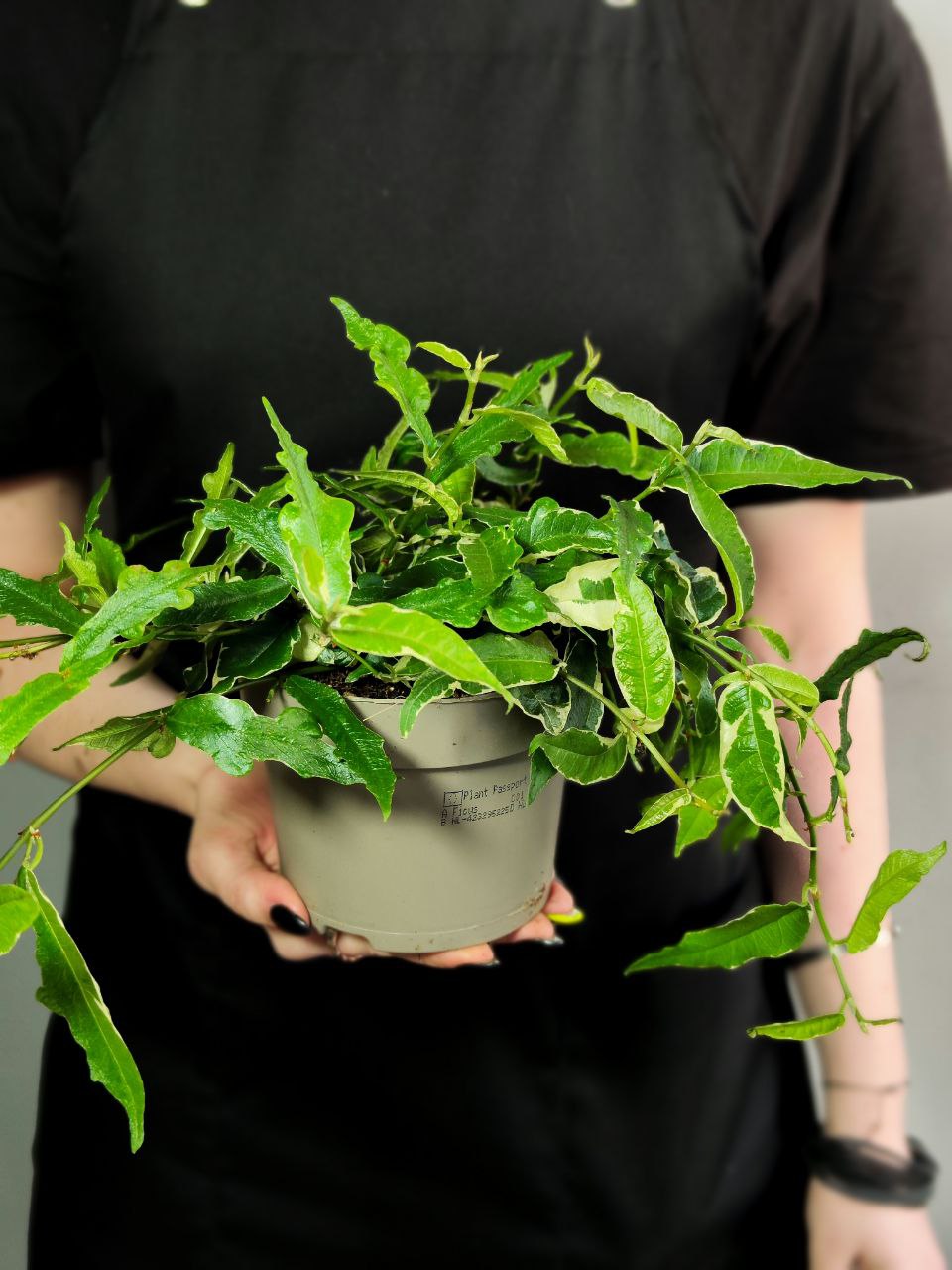 Фикус Радиканс Вайт (Ficus Radicans White) D12см