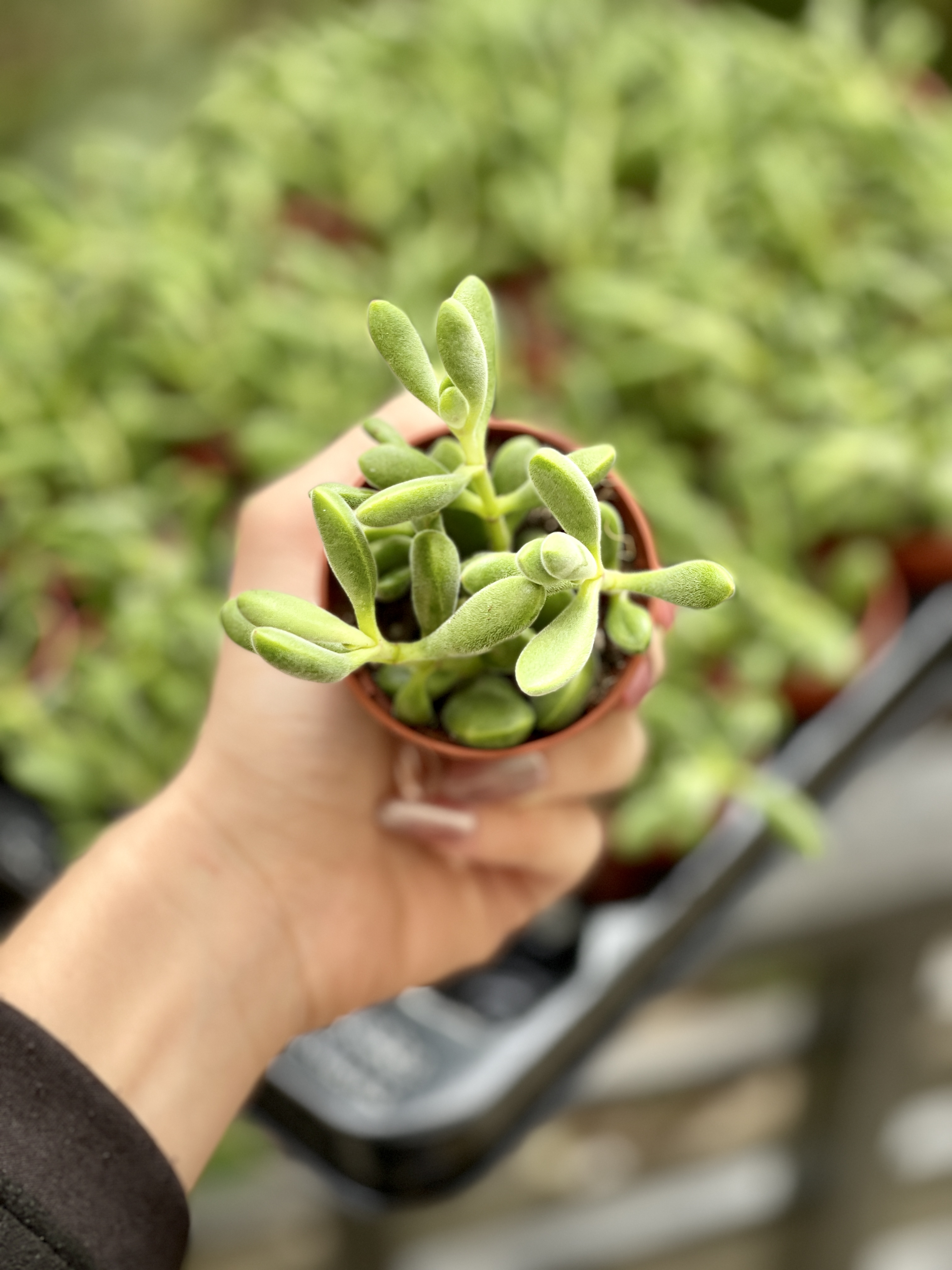 Крассула Роджерсия (Crassula Rogersii) D5см