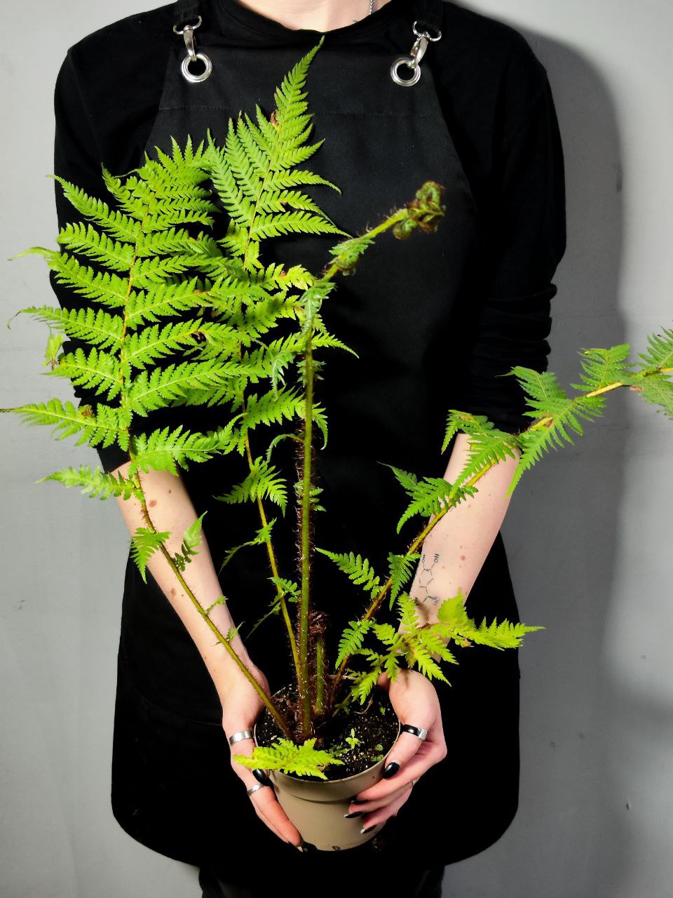 Папоротник Циатея Купера (Cyathea Cooperii) D12см