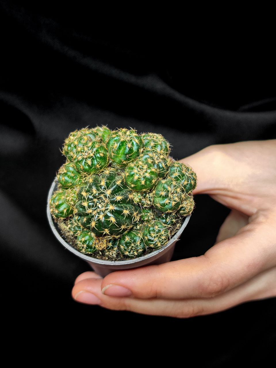 Кактус Матукана Польци (Cactus Matucana Polzii) D5см