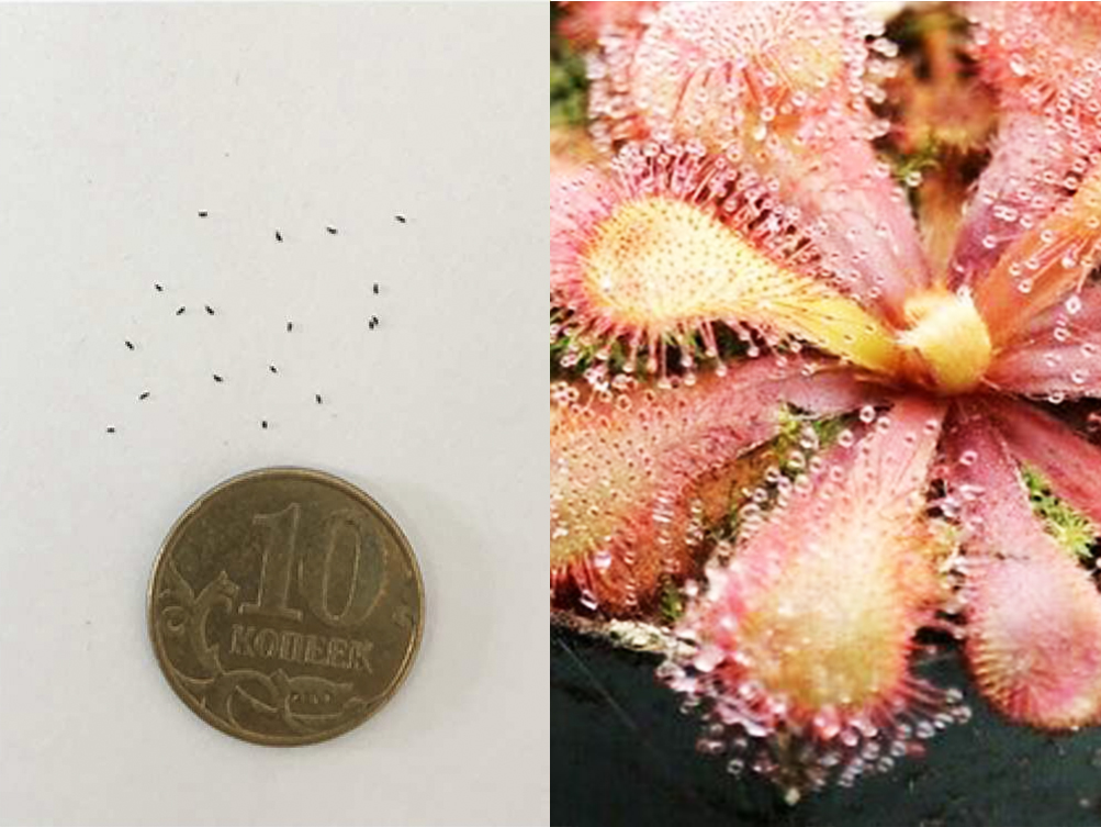 Семена Росянки Венуста (Drosera venusta) 15 шт