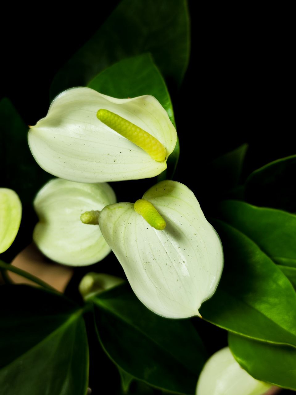Антуриум Андреанум Вайт Чемпион (Anthurium An White Champion) D9см