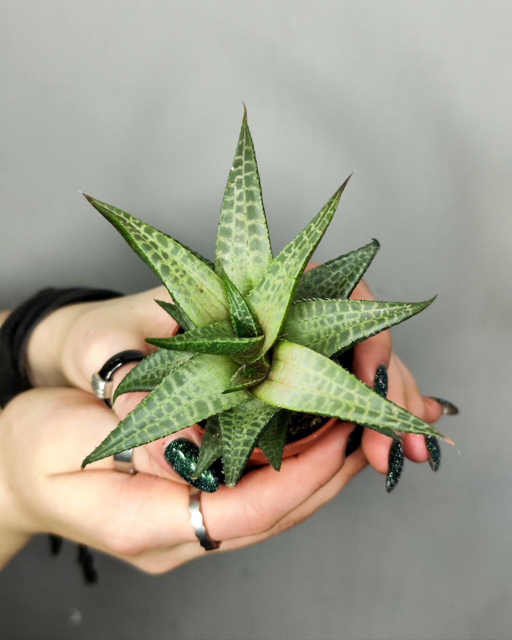 Хавортия Тесселата, Шахматная (Haworthia Tesselata) D5см