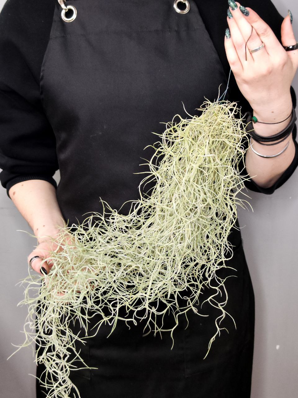 Тилландсия Уснеевидная (Tillandsia Usneoides)