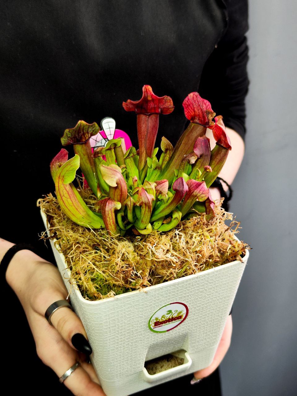 Саррацения Марун (Sarracenia Maroon) пересаженная D12см