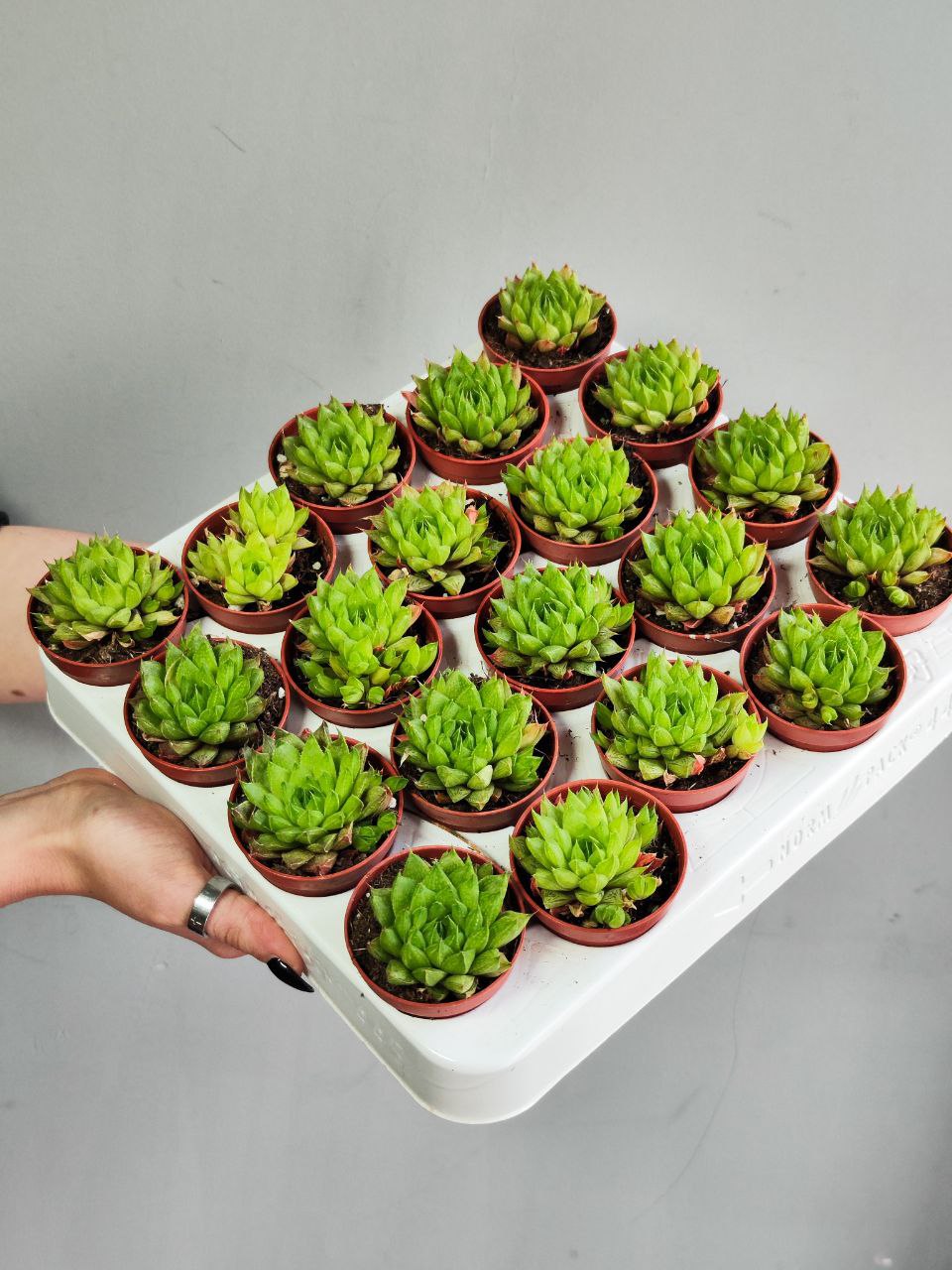 Хавортия Батесиана (Haworthia Batesiana) D5см