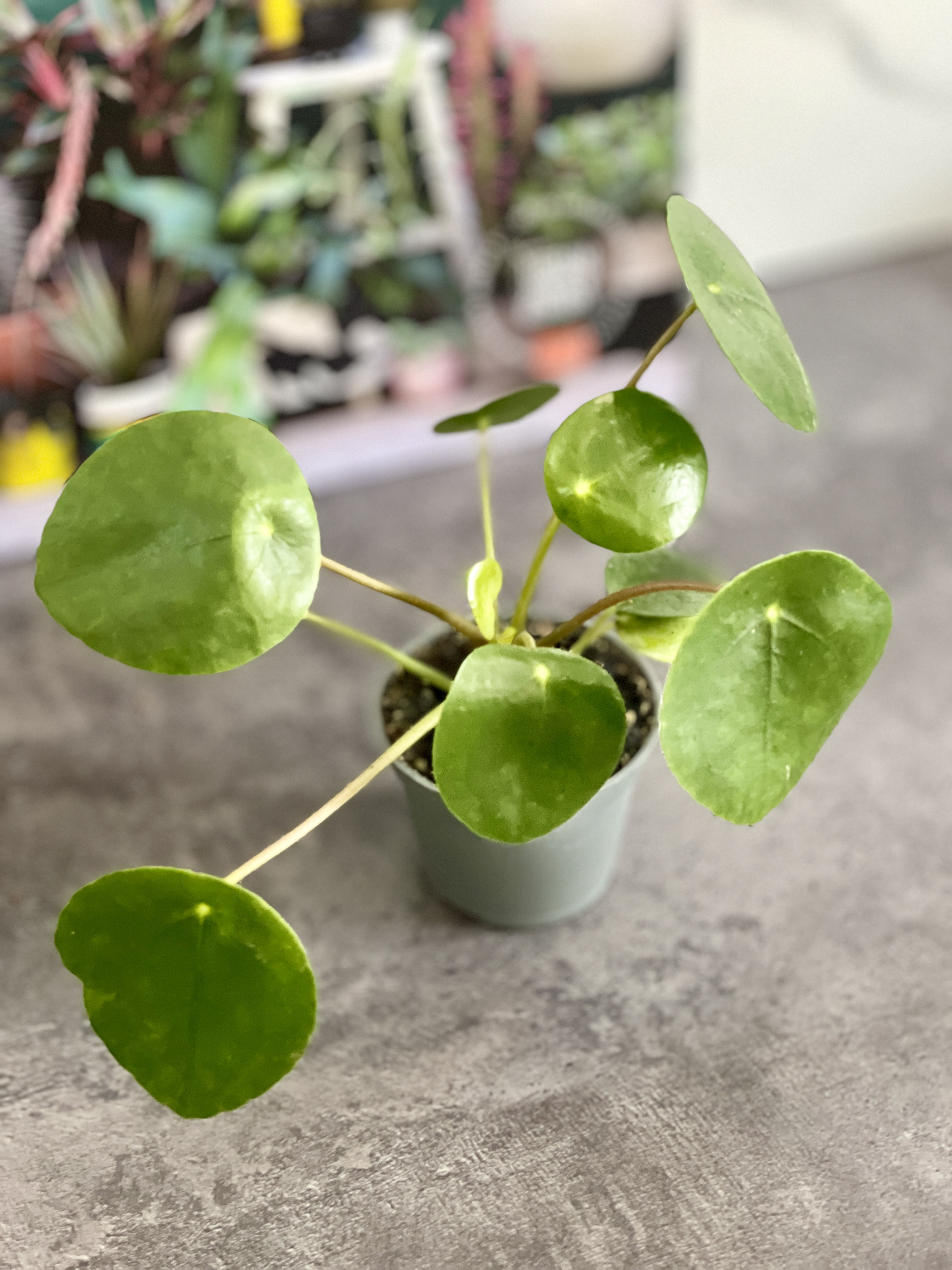 Пилея Пеперомиевидная (Pilea Peperomioides) D6см