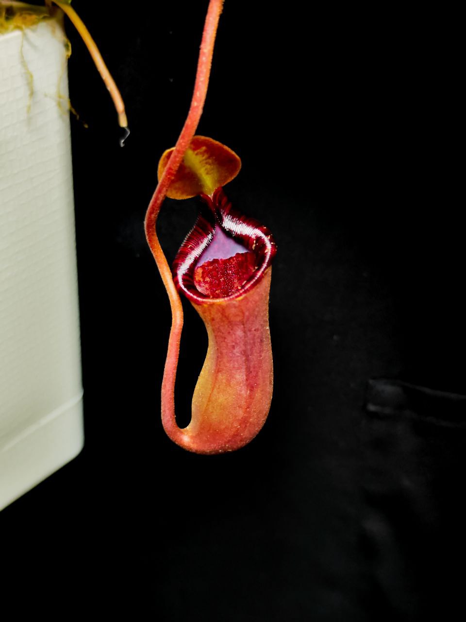 Непентес Вентрикоза (Nepenthes Ventricosa) пересаженный D17см