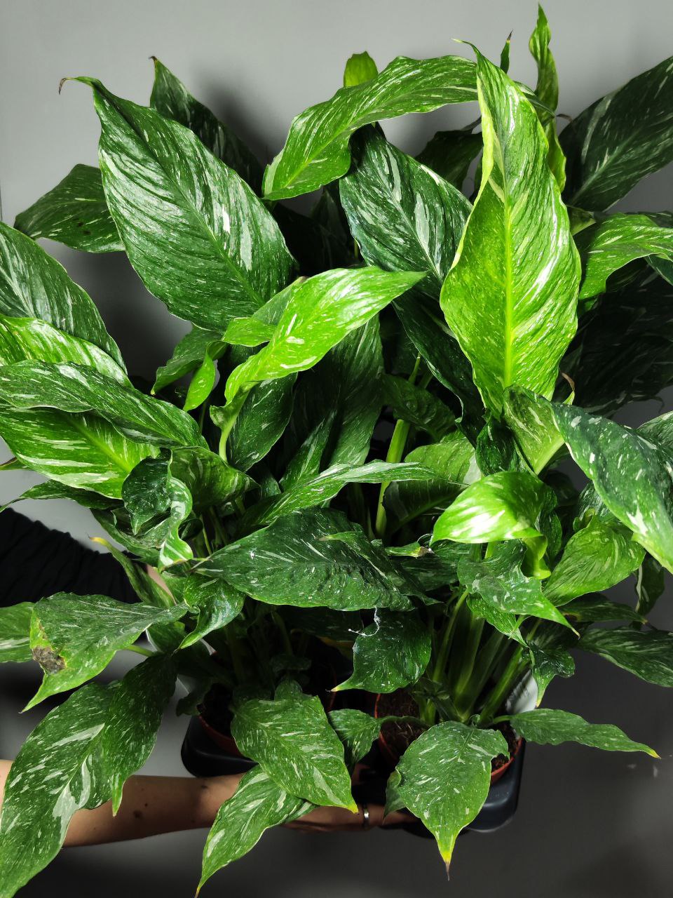 Спатифиллум Джемини (Spathiphyllum Gemini) D12см