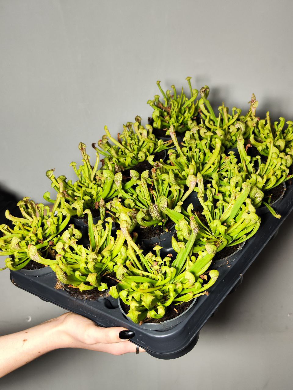 Саррацения Риглиана (Sarracenia Wrigleyana) D9см