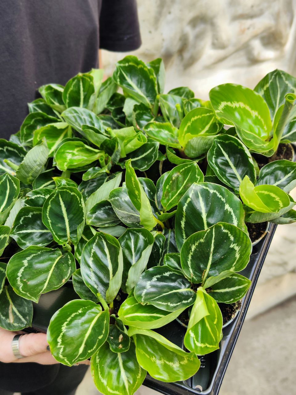Калатея Розеопикта Грин (Calathea Roseopicta Green) D6см