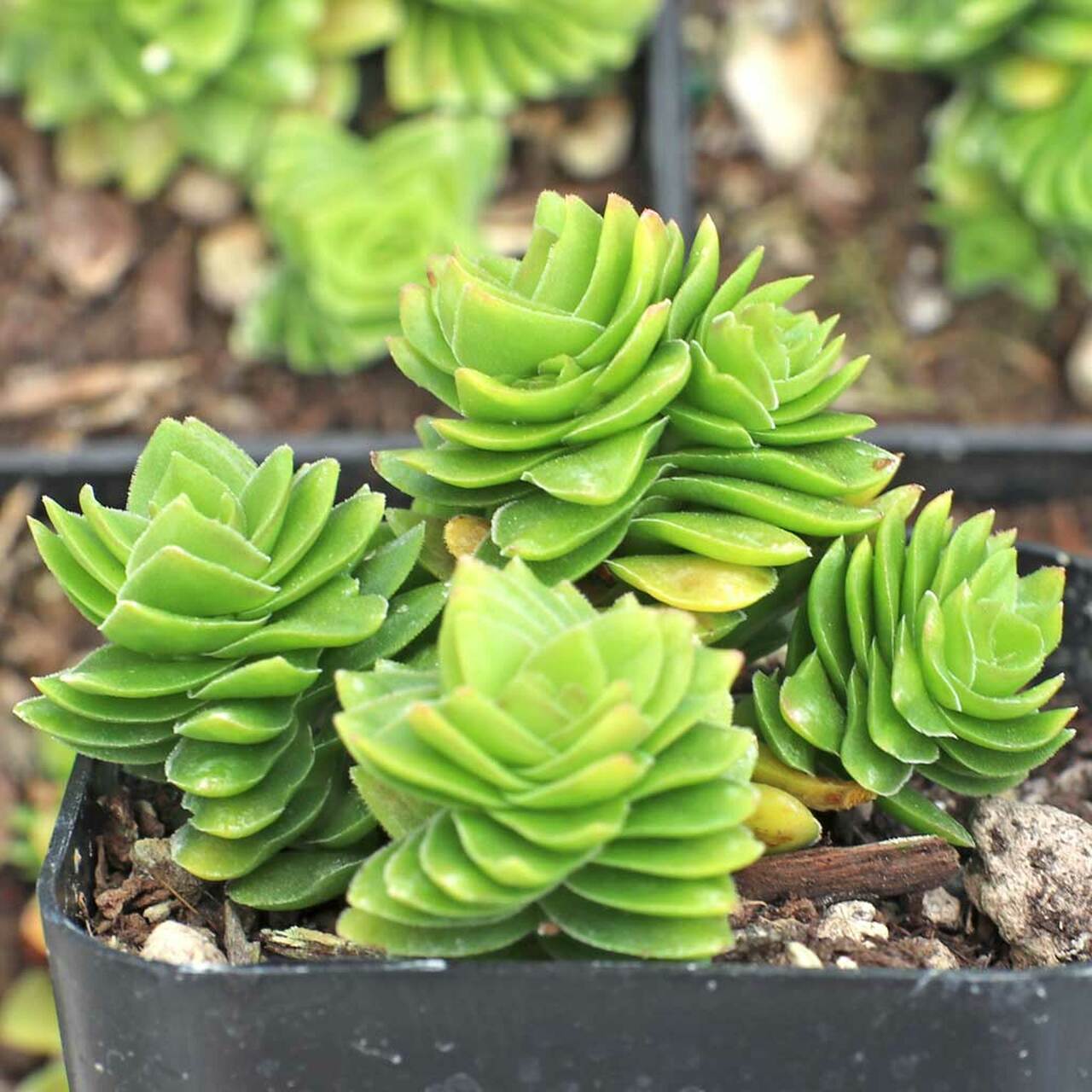 Крассула Эстагнол (Crassula Estagnol) D5см