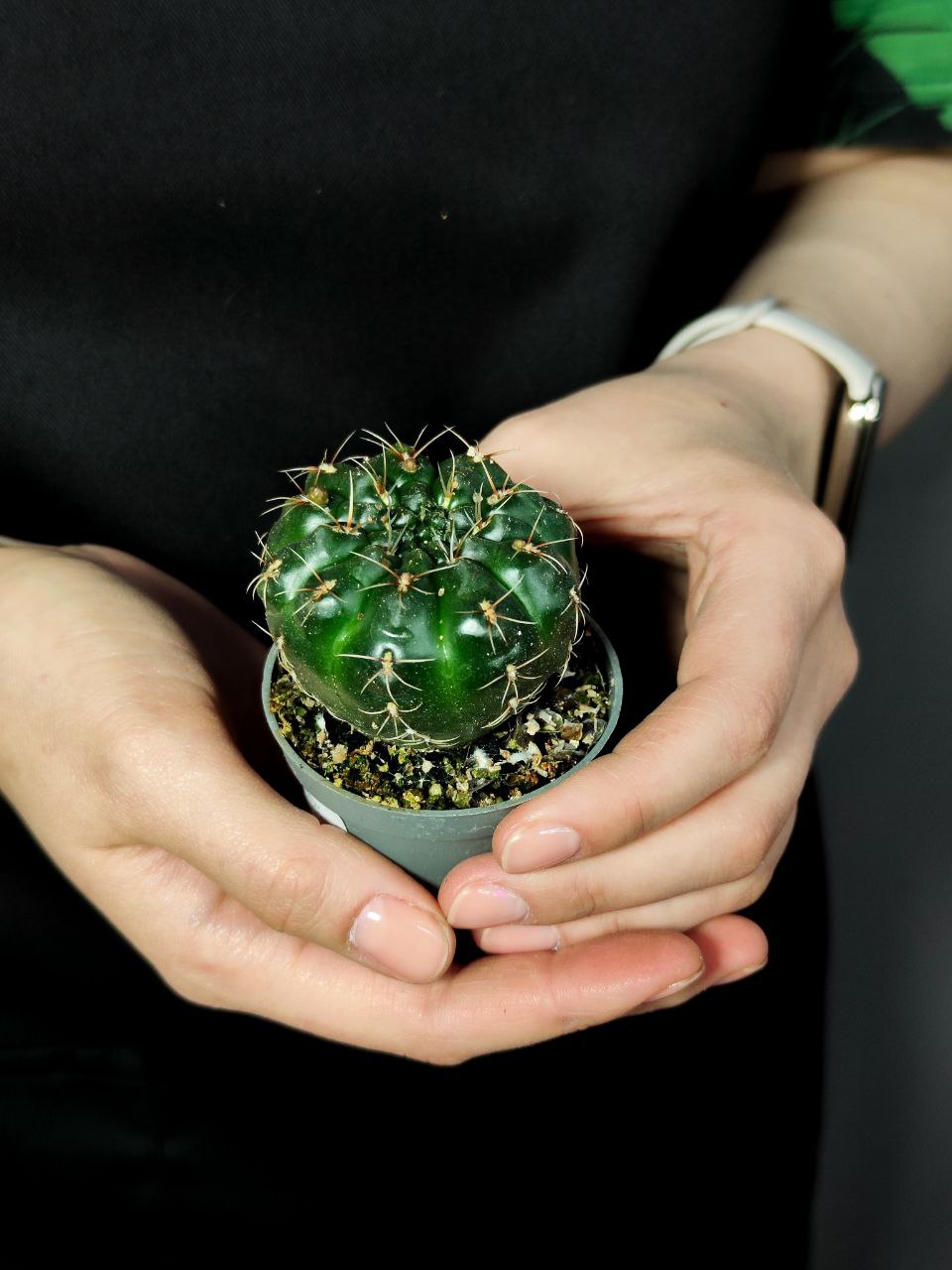 Гимнокалициум Балдианум (Gymnocalycium Baldnum) D5см
