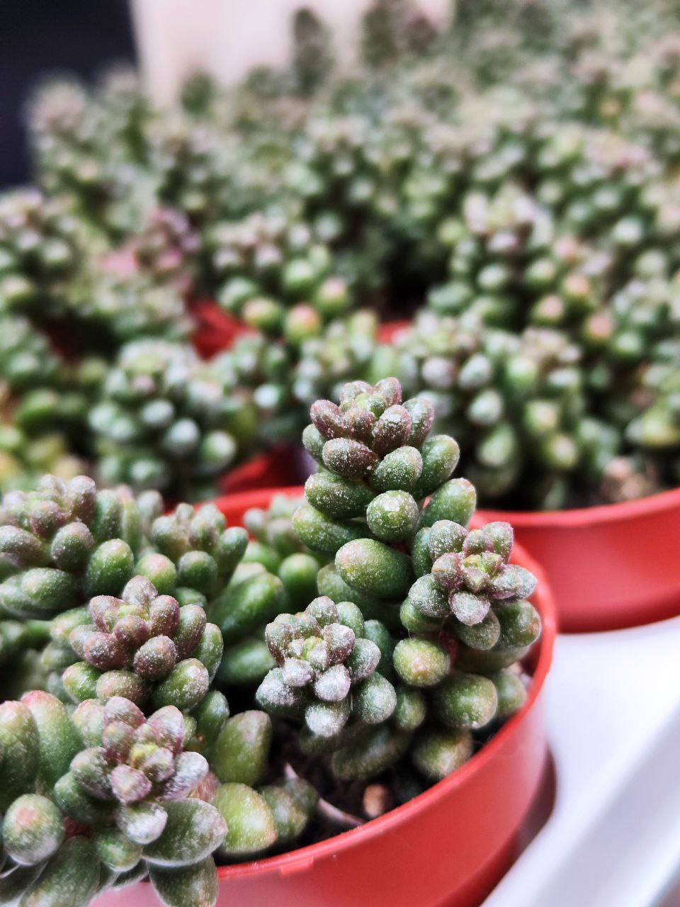 Седум Хернандеса (Sedum Hernandezii) D8,5см