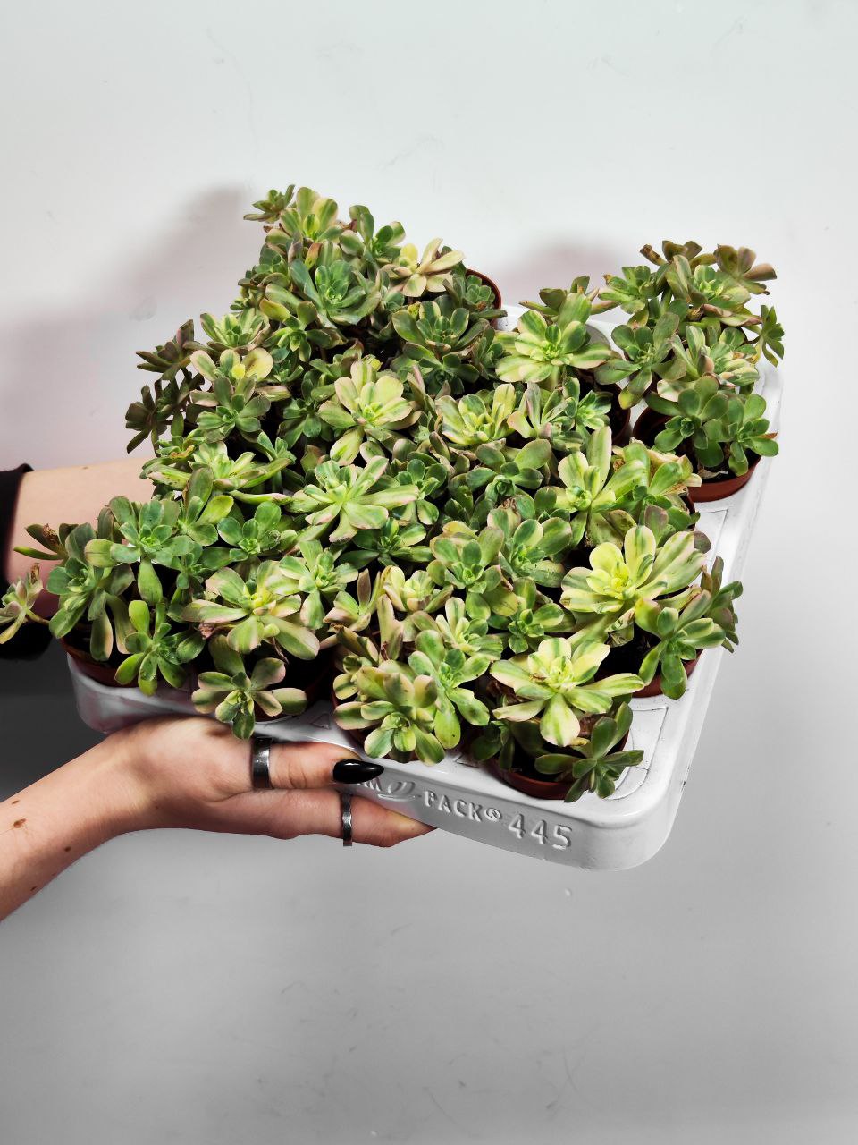 Эониум Вариегатный (Aeonium Variagata) D5см