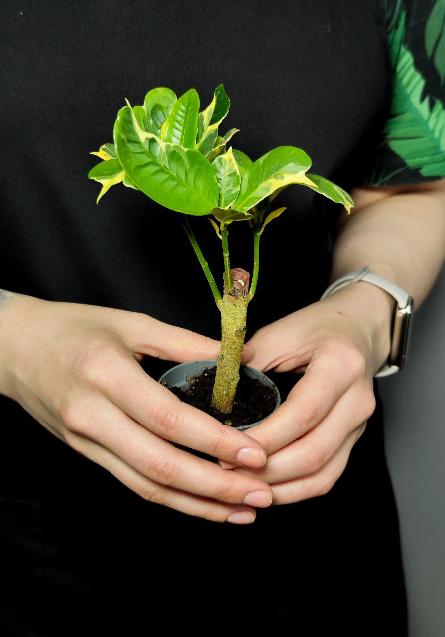 Кодиеум (Кротон) Эбурнеум (Codiaeum Eburneum) D6см