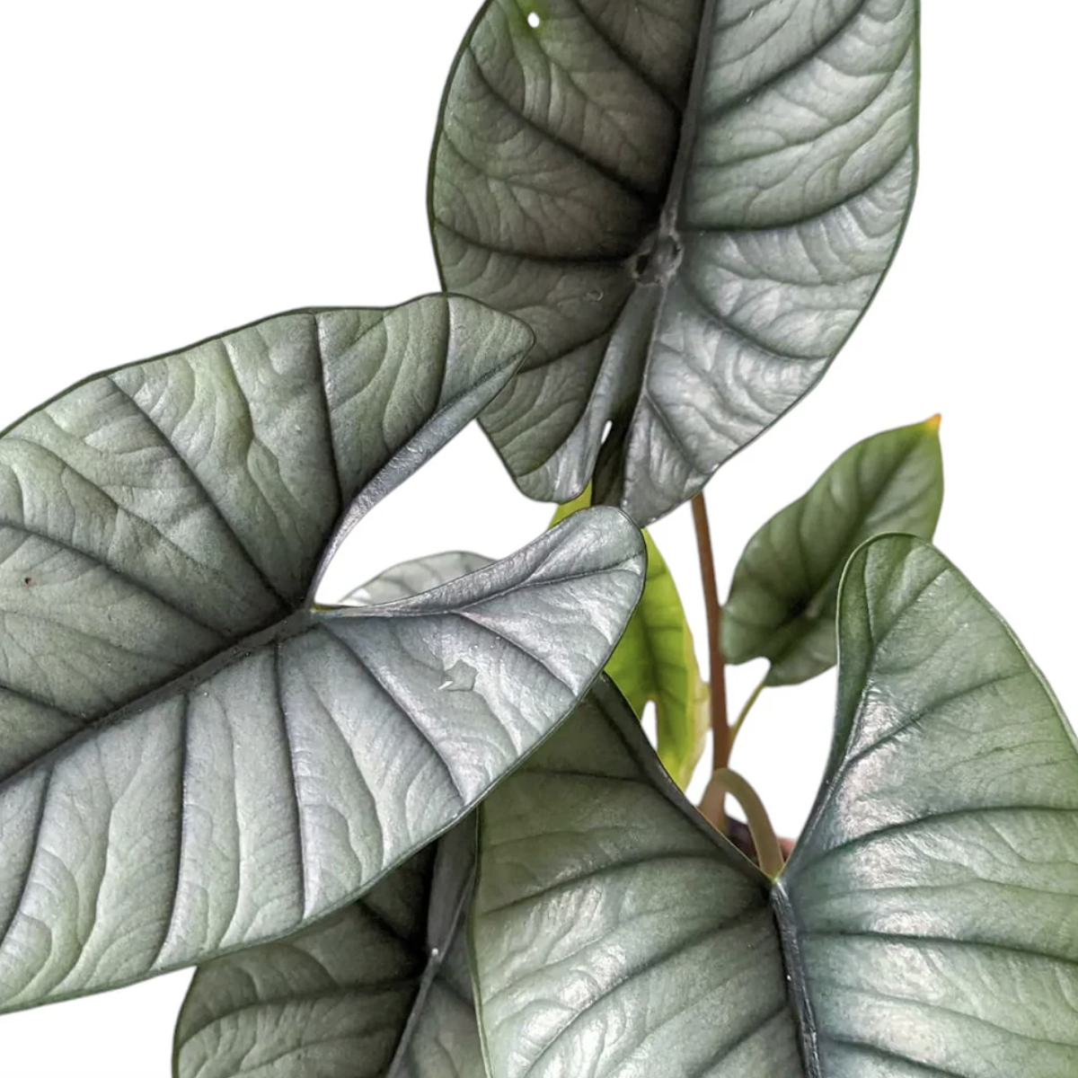 Алоказия Бисма Сильвер (Alocasia Bisma Silver) D6см