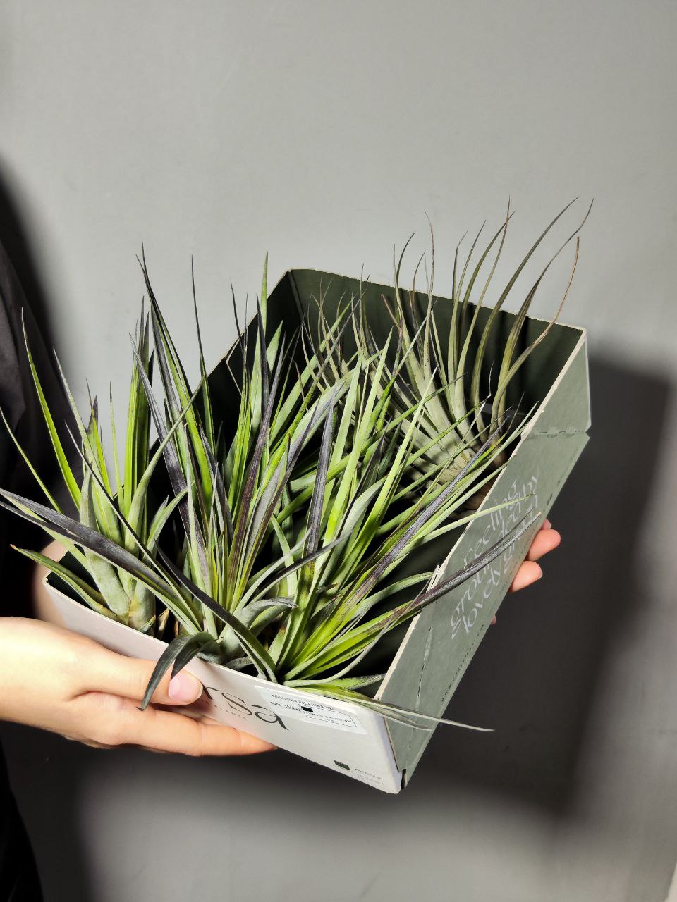 Тилландсия Капитата Блэк (Tillandsia Capitata Black)