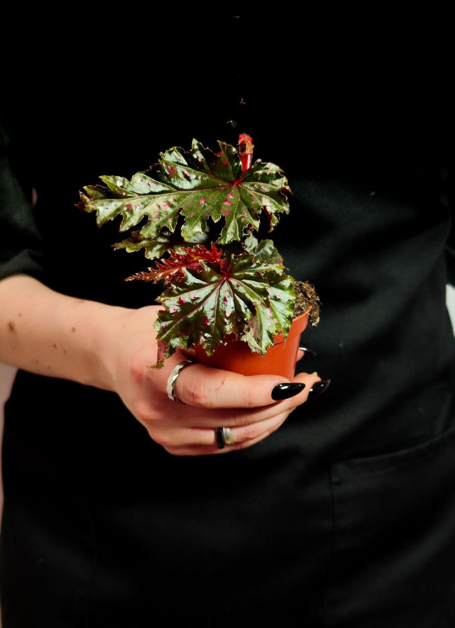 Бегония Серапитетала (Begonia Serratipetala) D6см