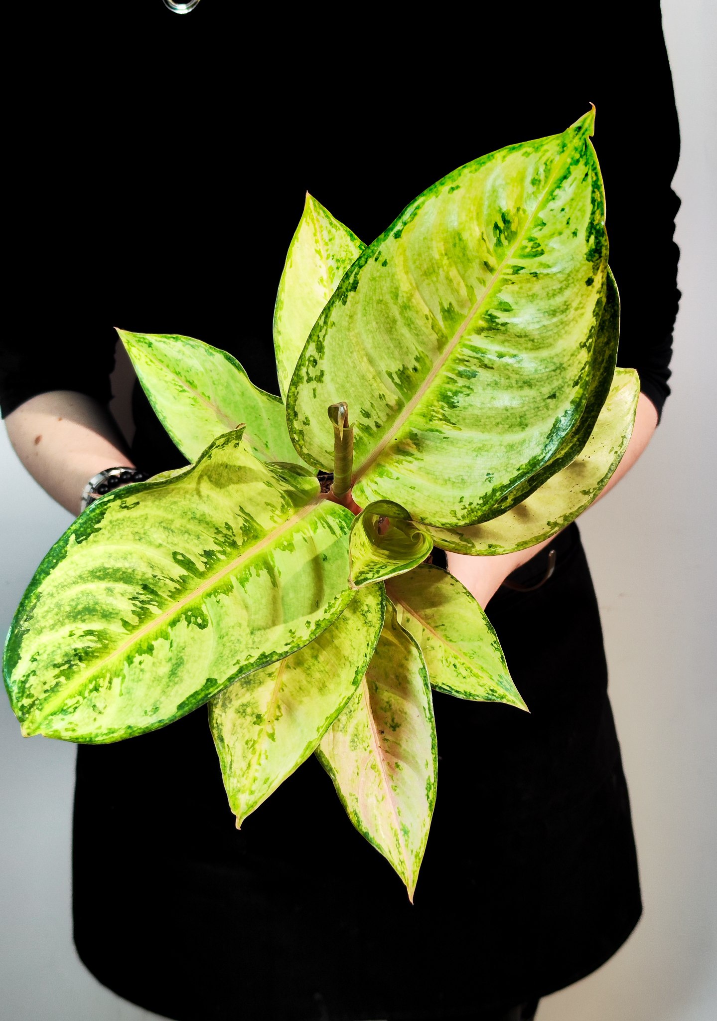 Аглаонема Корн Силк (Aglaonema Corn Silk) D12см