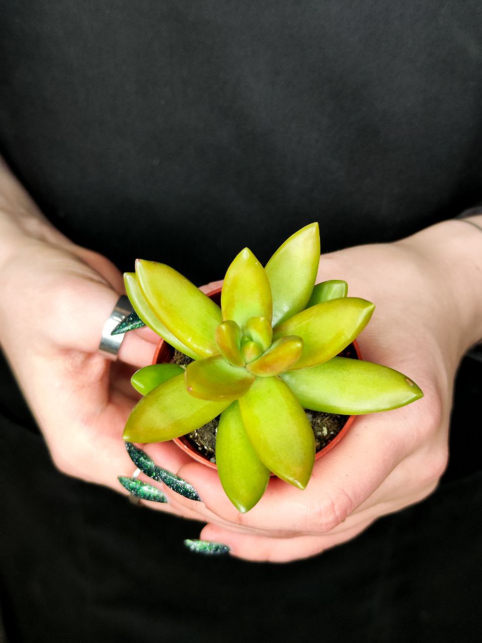 Седум Нуссбаумера (Sedum Nussbaumerianum) D5см