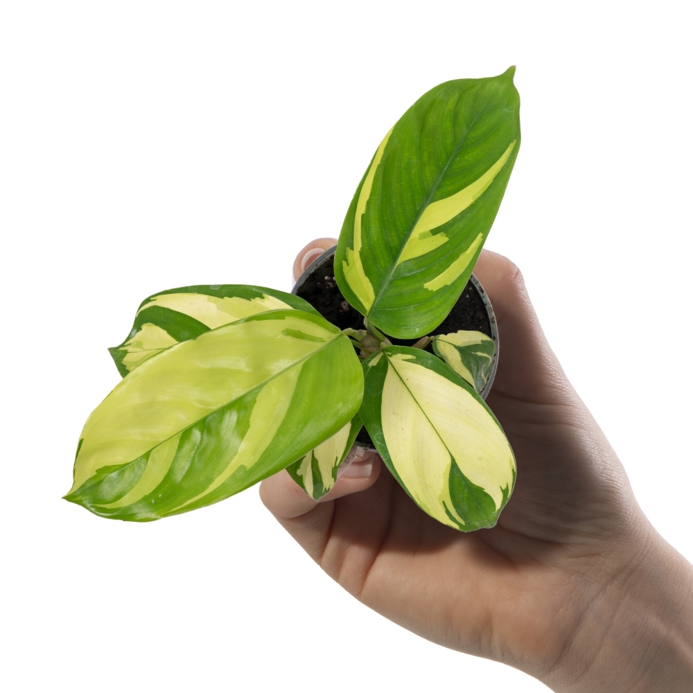 Ктенанта Пилоза Голден Мозаик (Ctenanthe Pilosa Golden Mosaic) D6см