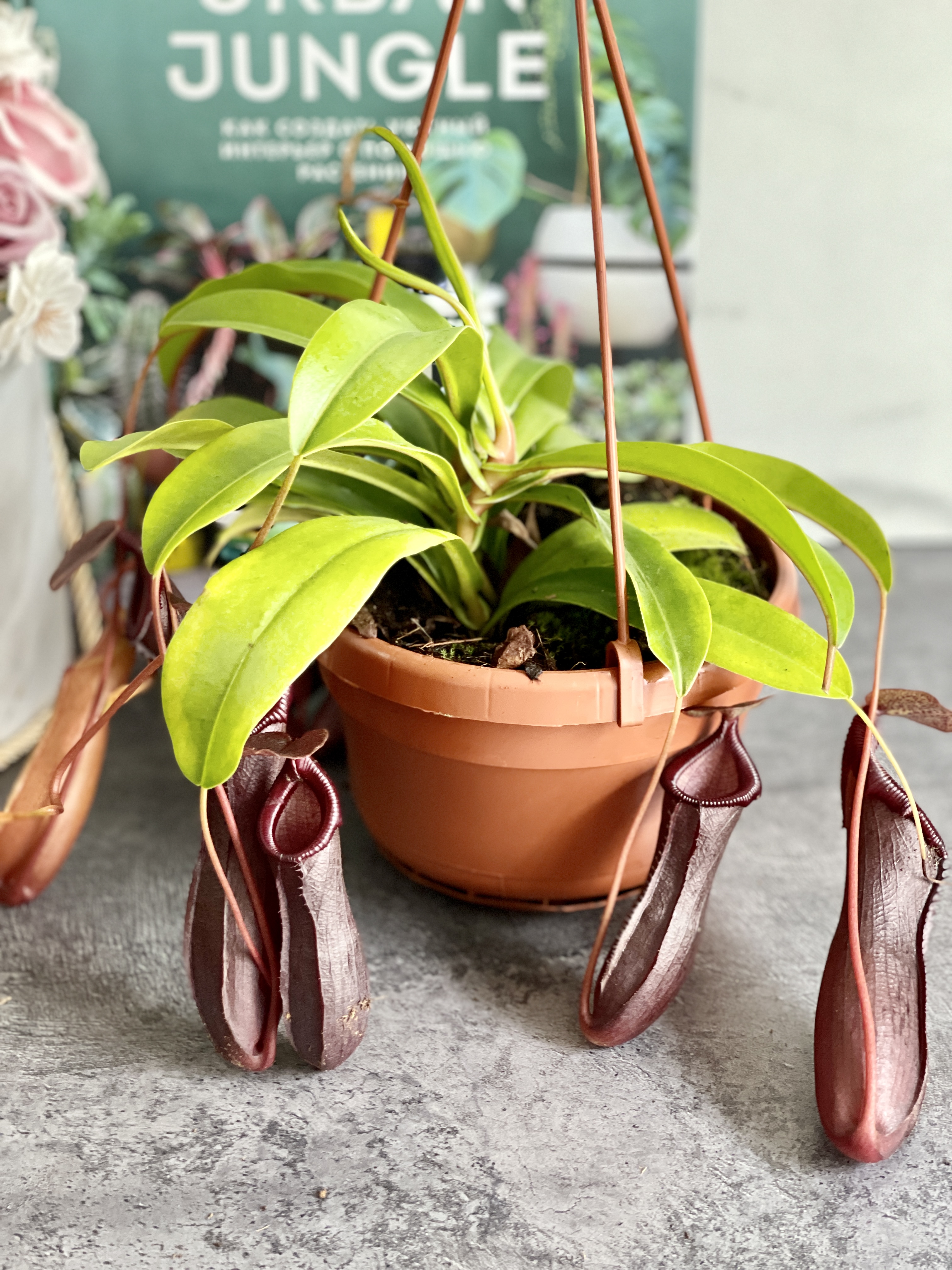 Непентес Алата (Nepenthes Alata) D14см в подвесном кашпо
