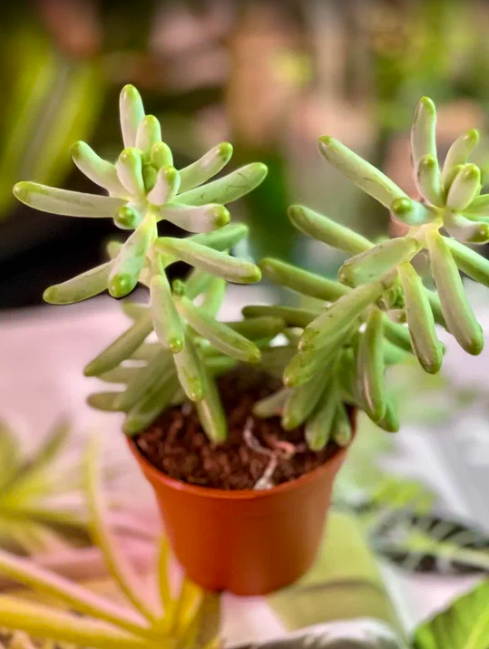 Седум Толстолистный, или Пахифиллюм (Sedum Pachyphyllum) D5см
