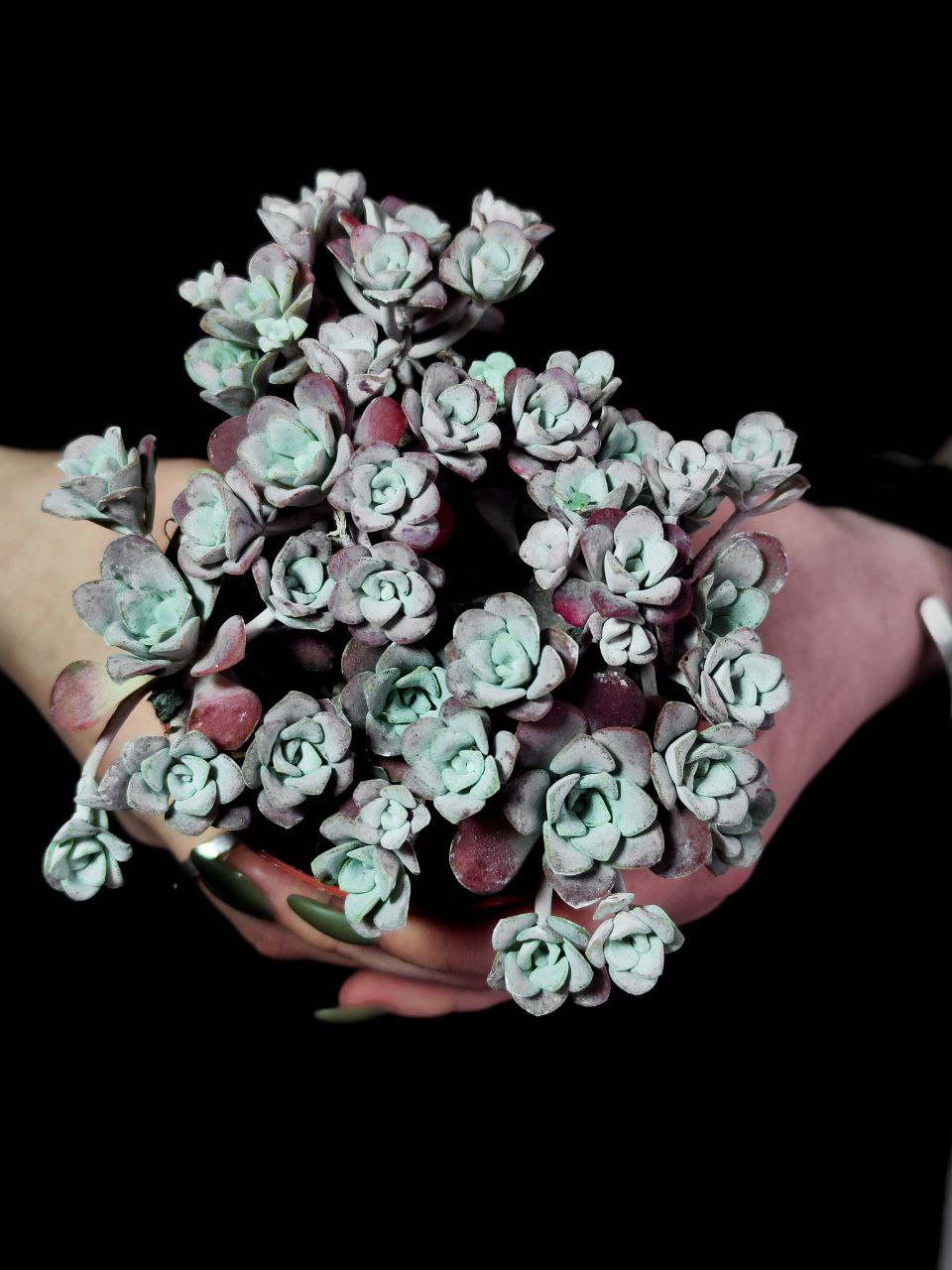 Седум Лопатчатолистный, или Седум Пурпуреум (Sedum Purpureum) D8см