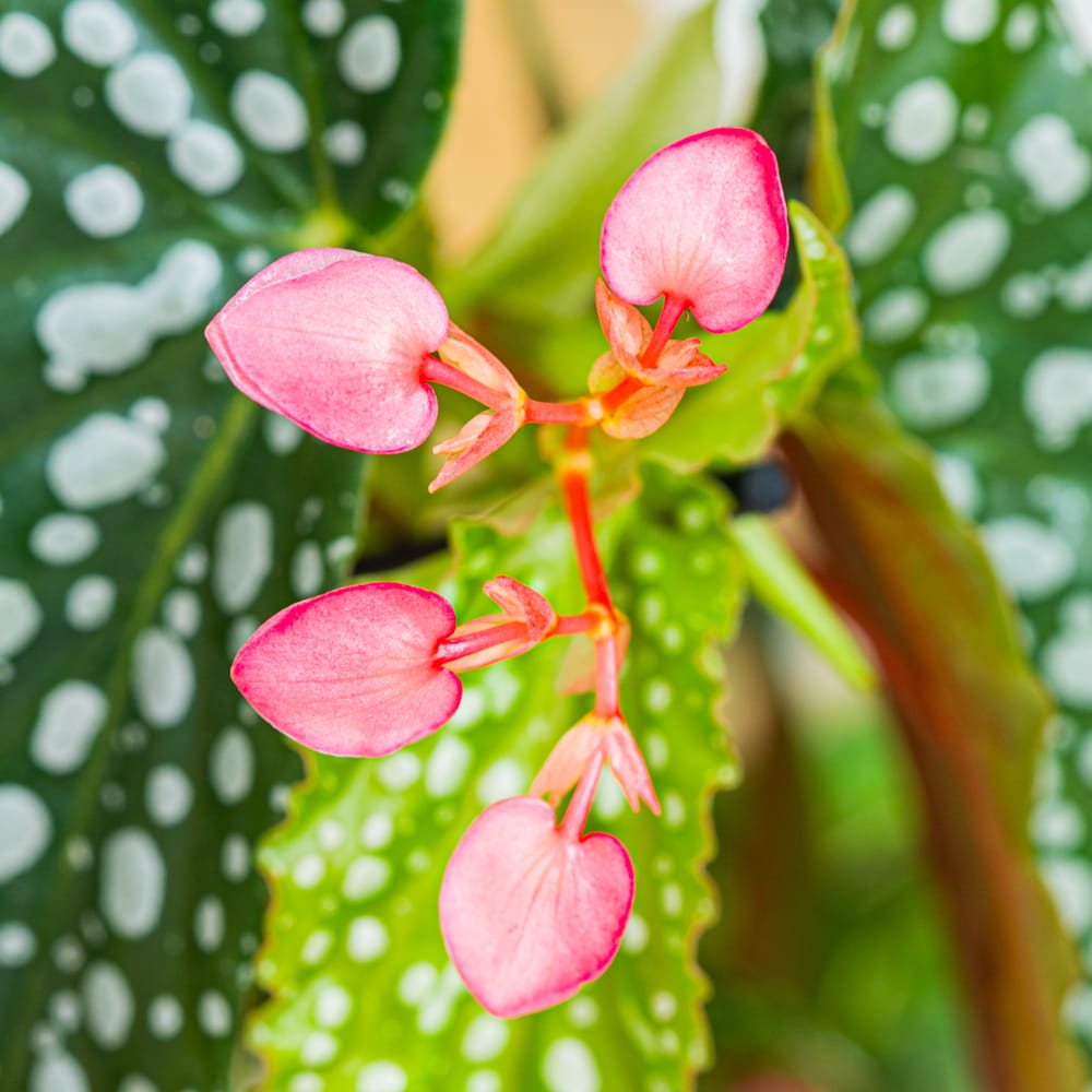 Бегония Пятнистая Сильвер Спот (Begonia Maculata Silver Spotted) D6см