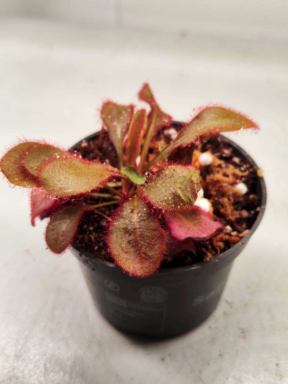 Росянка Андромеда (Drosera Andromeda) D6см
