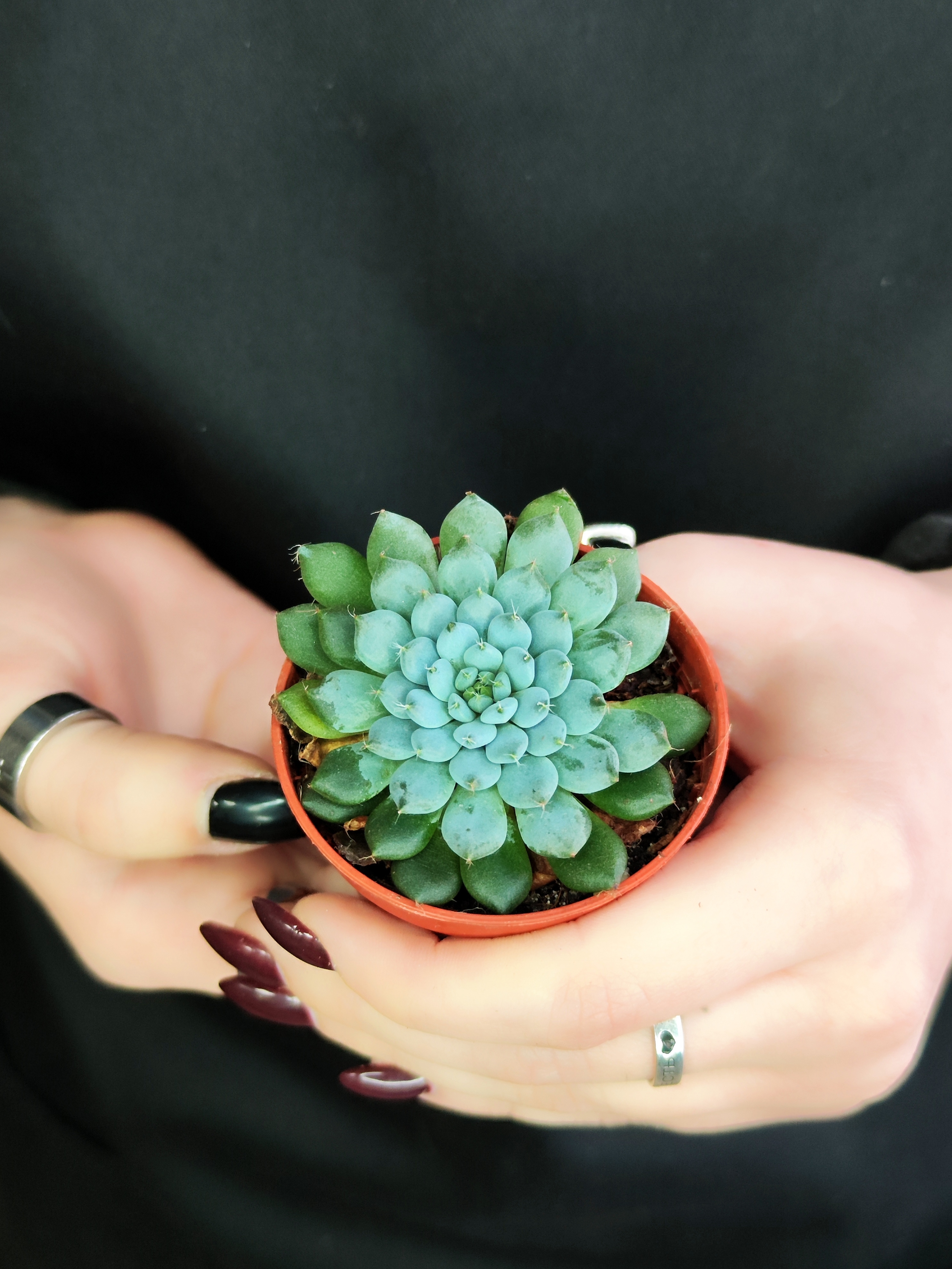 Эхеверия Сетоза Деминута (Echeveria Setosa Deminuta) D5см