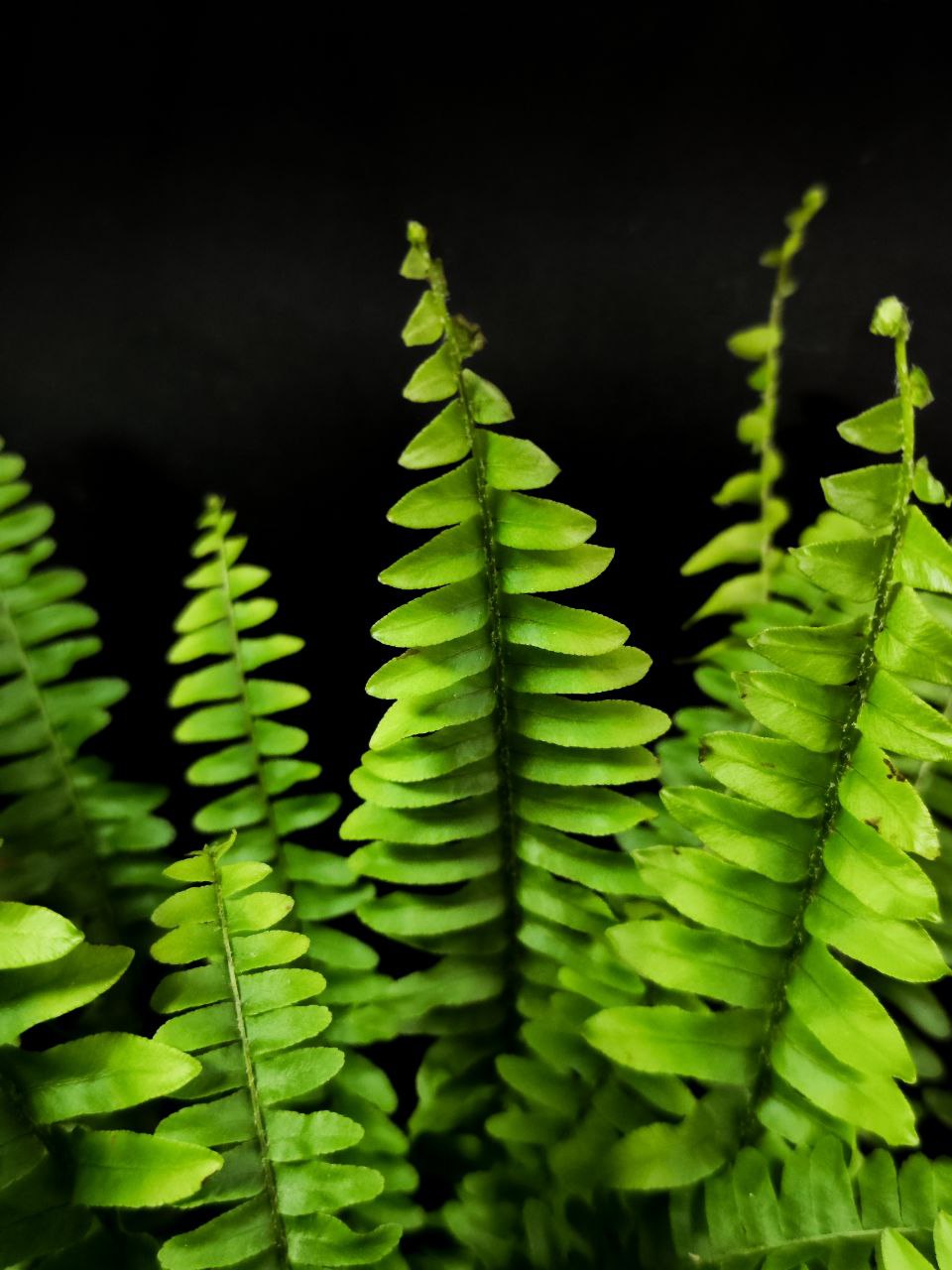 Нефролепис Грин Леди (Nephrolepis Green Lady) D12см