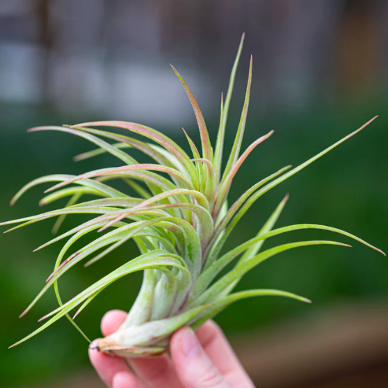 Тилландсия Ионанта Викториана (Tillandsia Ionantha X Brachycalous Victoriana)