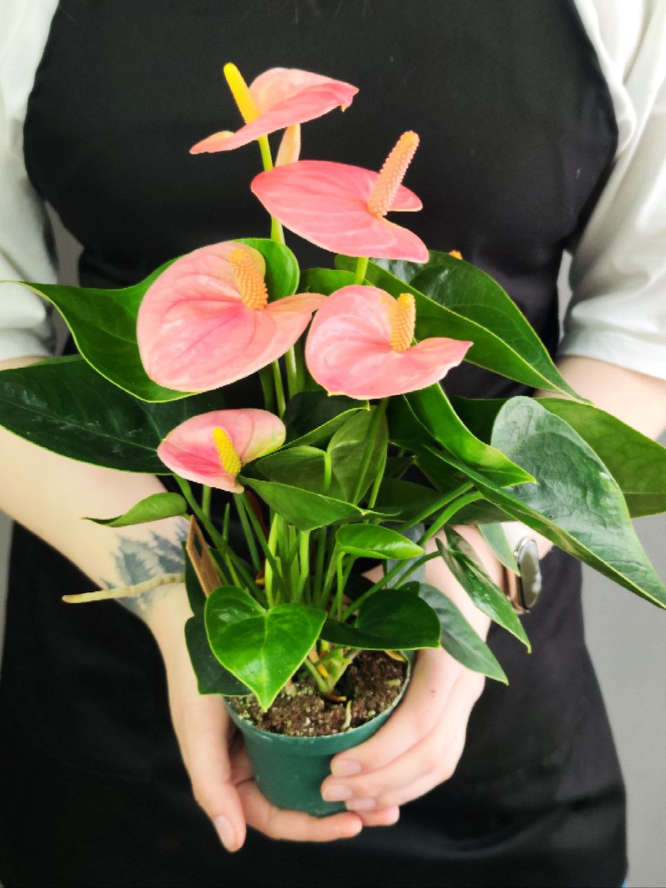Антуриум Свит Дрим (Anthurium Sweet Dream) D9см