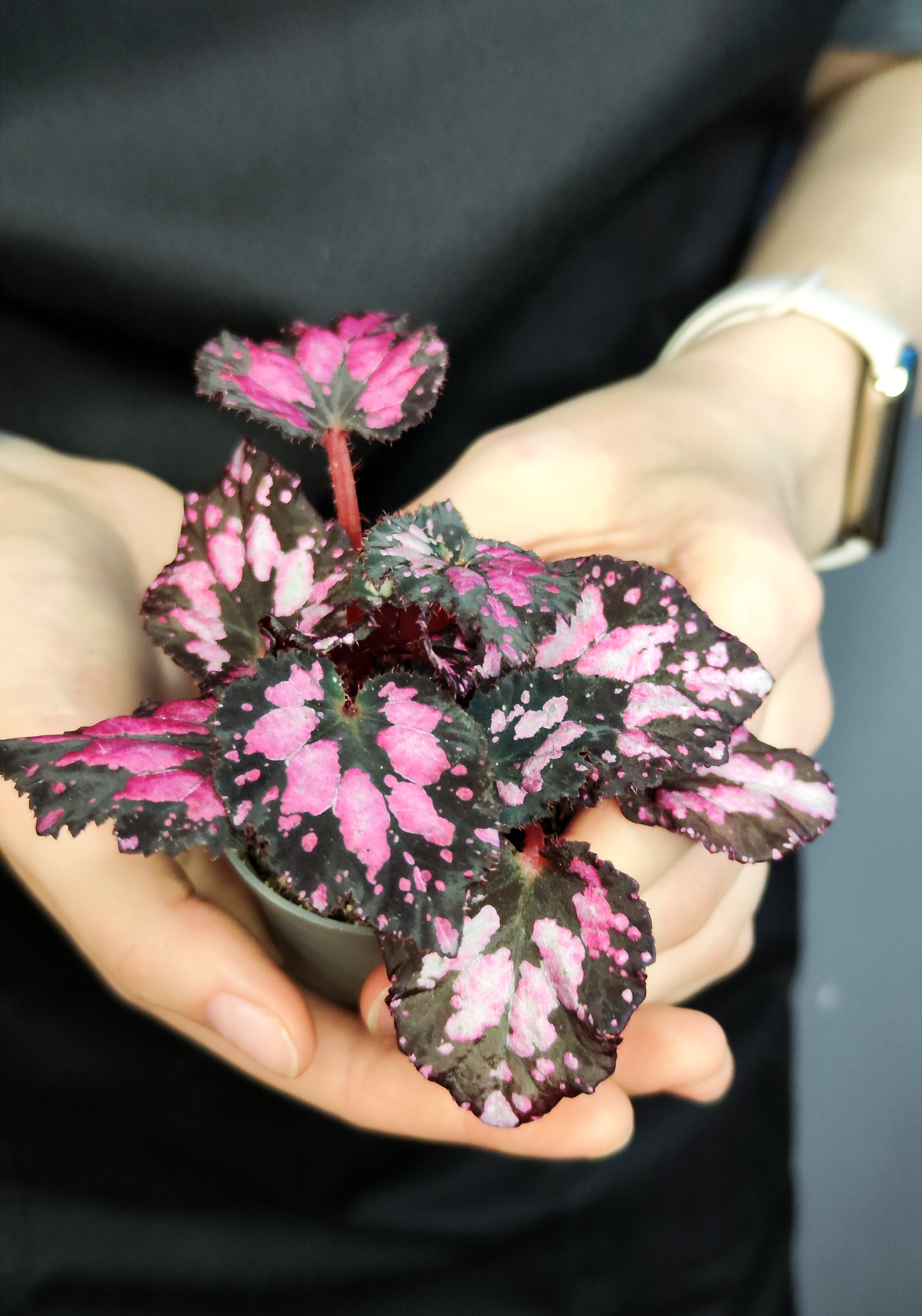 Бегония Пинкпоп (Begonia Pink Pop) D6см