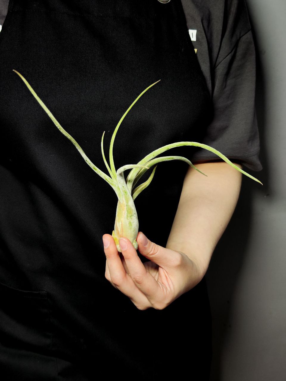 Тилландсия Голова Медузы Большая (Tillandsia Caput Medusae Magnus)