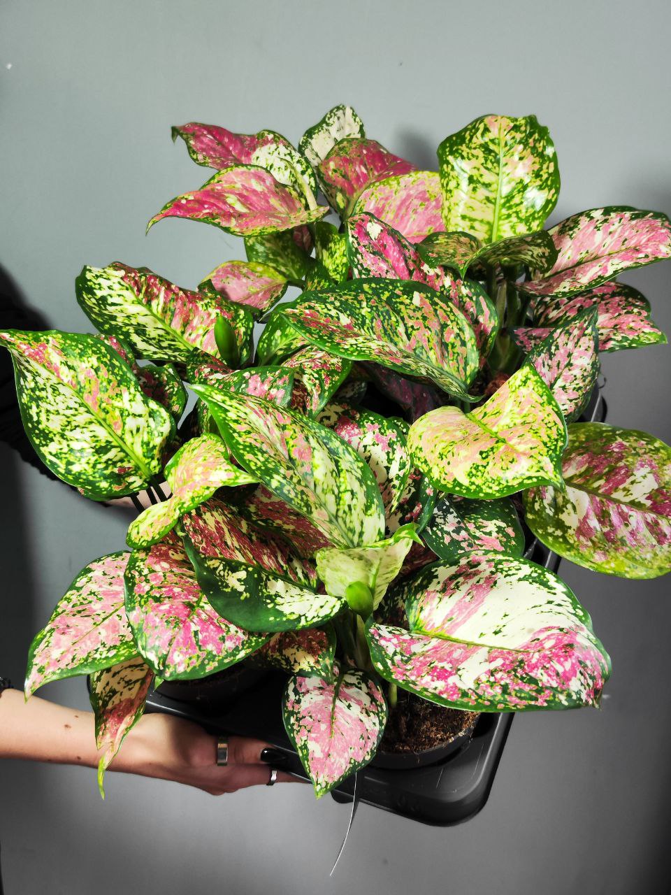 Аглаонема Анимани Триколор (Aglaonema Anyamanee Tricolor) D12см