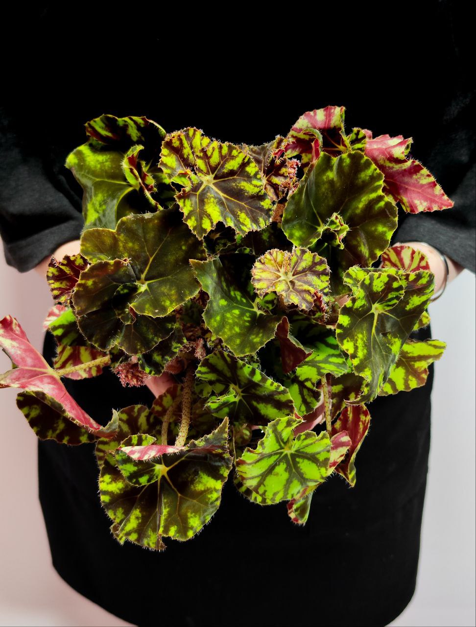 Бегония Бауэра Тигровая (Begonia Bowerae "Tiger")  D12см