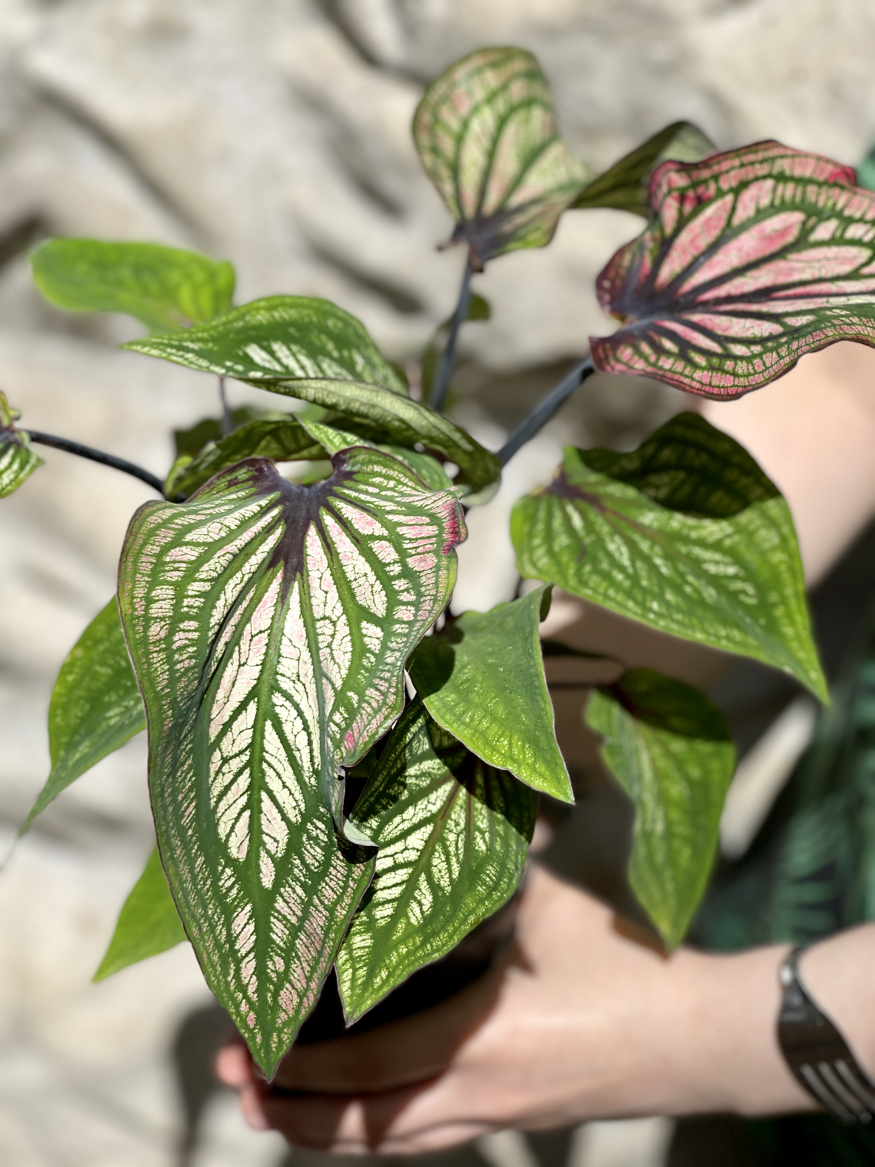 Каладиум Люси (Caladium Lucia) D12см